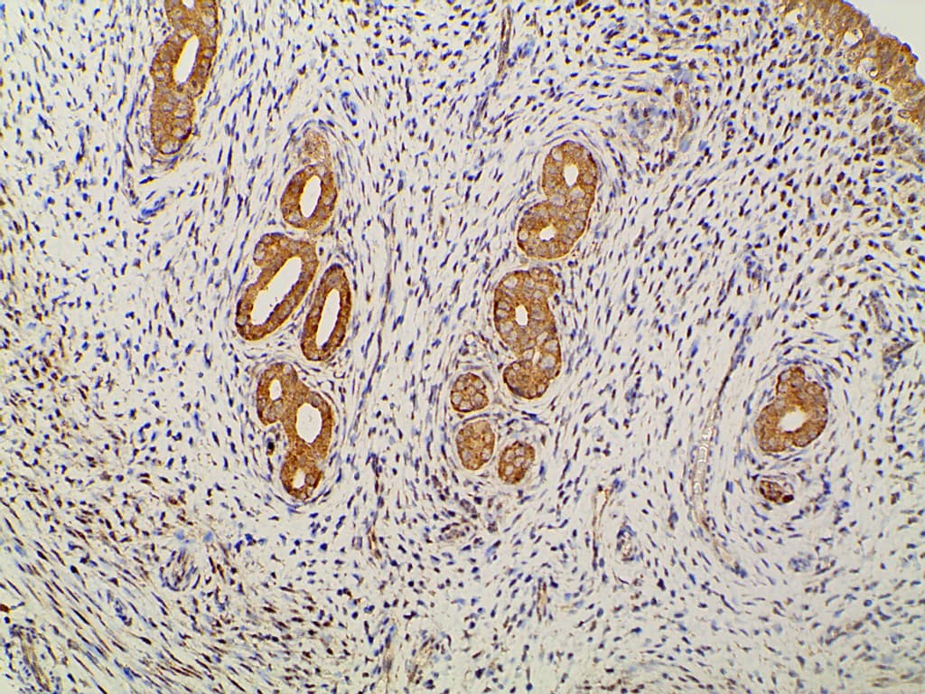 EFNB2 / Ephrin B2 Antibody