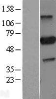 PARP3 Protein (Over-Expression Lysate Myc-DDK (Flag))