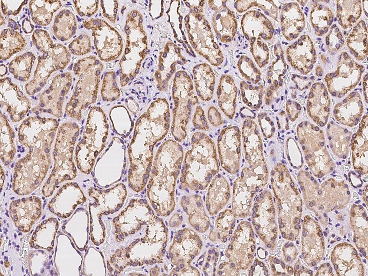 MSRB2 / MSRB Antibody