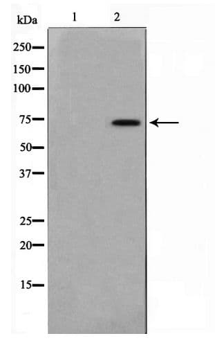 Polyclonal Rabbit anti-Human RAF1 / RAF Antibody (WB)