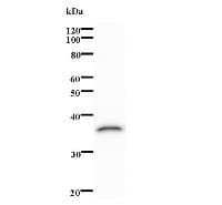 Monoclonal Mouse anti-Human OVOL1 Antibody (clone 460C1a, WB)