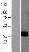 LAIR1 / CD305 Protein (Over-Expression Lysate Myc-DDK (Flag))