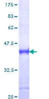 Human IRAK4 / IRAK-4 Protein (Recombinant GST, N-terminus)