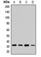 Polyclonal Rabbit anti-Human AQP9 / Aquaporin 9 Antibody (WB)