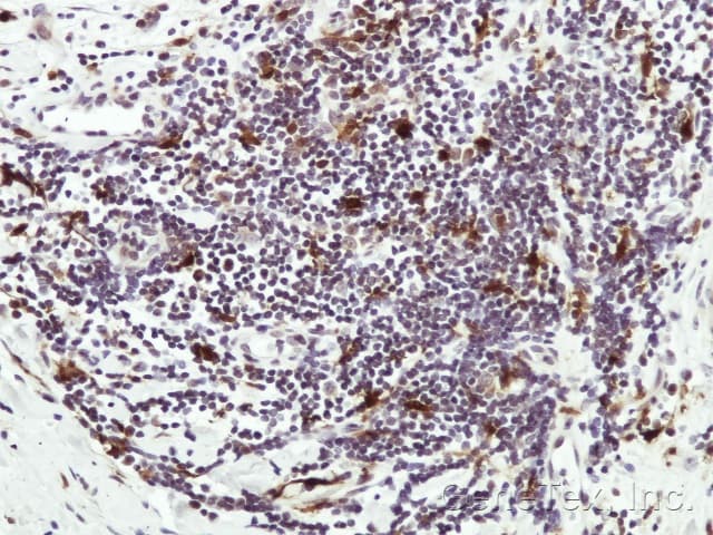 HAUS8 Antibody (aa166-360)