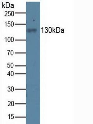 ITGAV/Integrin Alpha V/CD51 Antibody (aa560-744, APC)