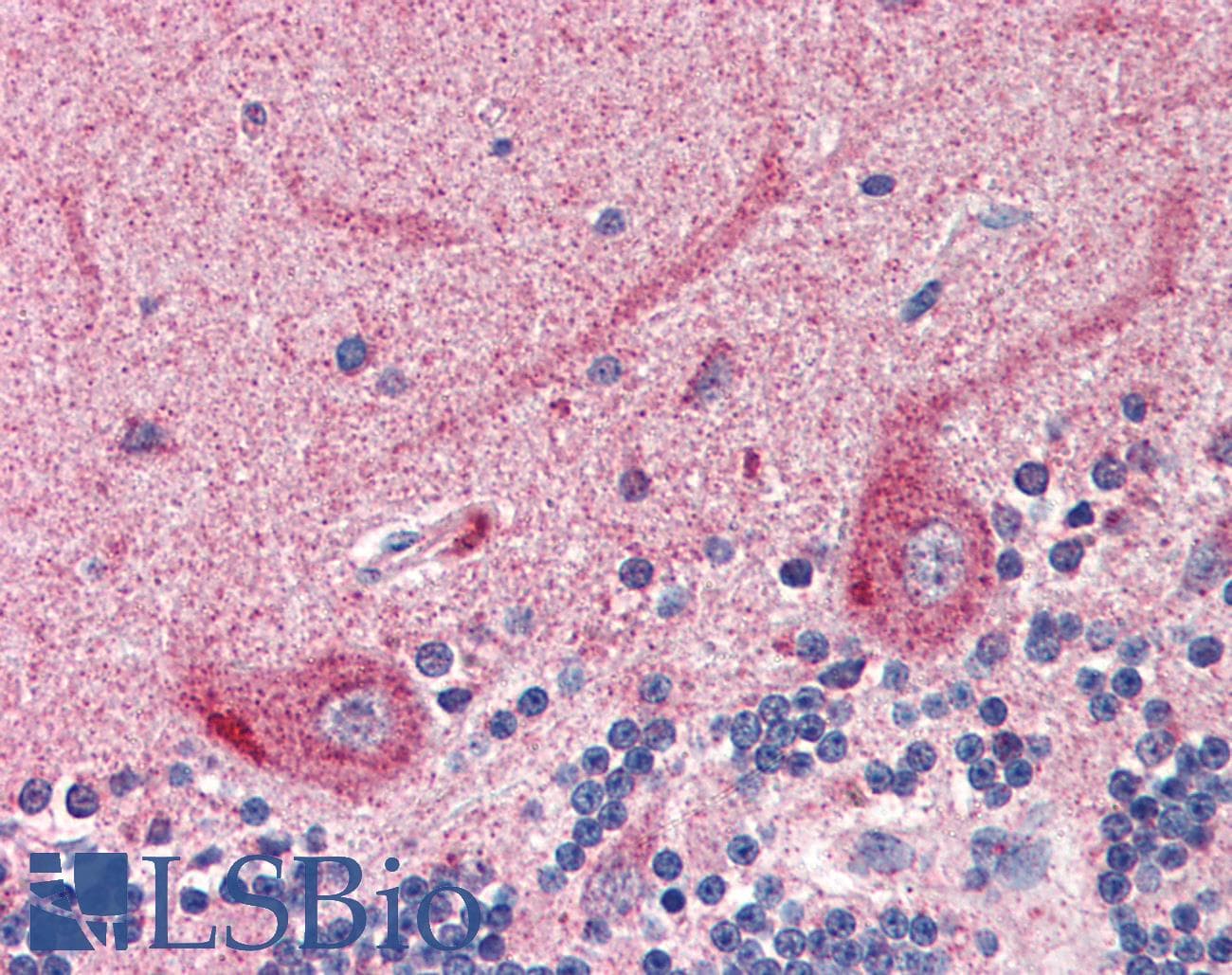 IHC-plus™ SLC22A17 Antibody (aa476-489)