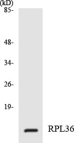 RPL36 / Ribosomal Protein L36 Antibody (aa44-93)