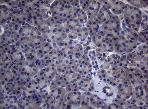 CEP55 Antibody (aa1-280, clone OTI6H3)