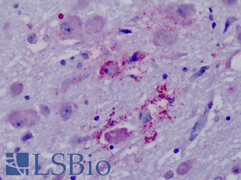IHC-plus™ NPY4R / PPYR1 Antibody (Cytoplasmic Domain)