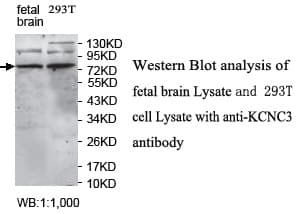 KCNC3 / Kv3.3 Antibody (C-Terminus)