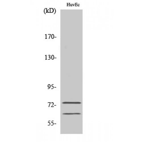 LMNA / Lamin A+C Antibody (330-410 aa)