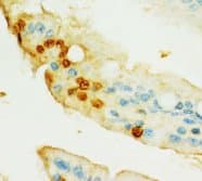 HIF2A / EPAS1 Antibody (aa202-240, Magnetic beads)