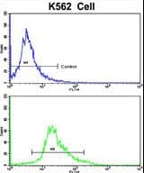 CCRN4L / Nocturnin Antibody (aa309-336)