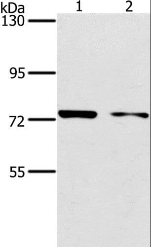 PPP1R13L / iASPP Antibody