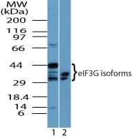 EIF3G Antibody (aa50-100)