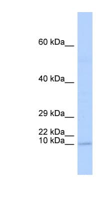 BHLHA19 / TAL2 Antibody (N-Terminus)