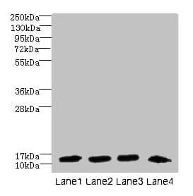DNAL4 / Dynein Light Chain 4 Antibody