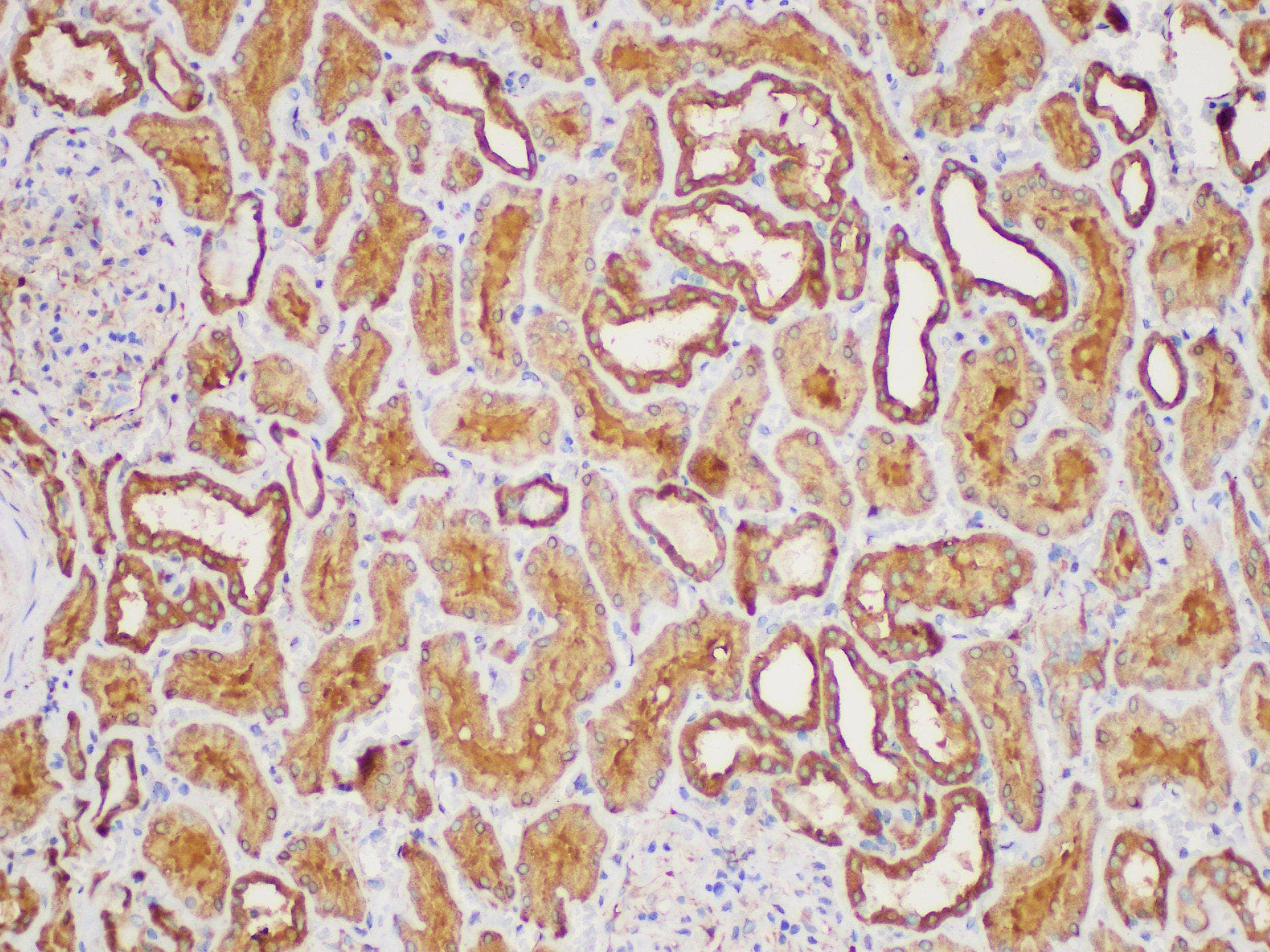 MIF Antibody