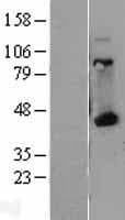 HLA-A Protein (Over-Expression Lysate Myc-DDK (Flag))