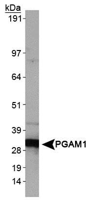PGAM1 Antibody (aa220-270, DY488)