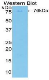 PLAA Antibody (aa534-792, Biotin)