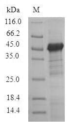 Pig TCN1 Protein (Recombinant 6His, N-terminus)