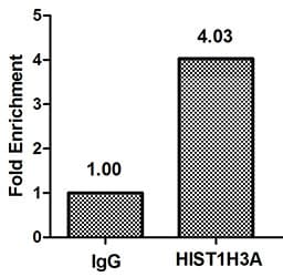 HIST1H3A Antibody