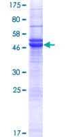 Human PRUNE2 Protein (Recombinant GST)