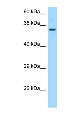 TCP1 Antibody (C-Terminus)