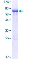 Human PLEKHA1 Protein (Recombinant GST)