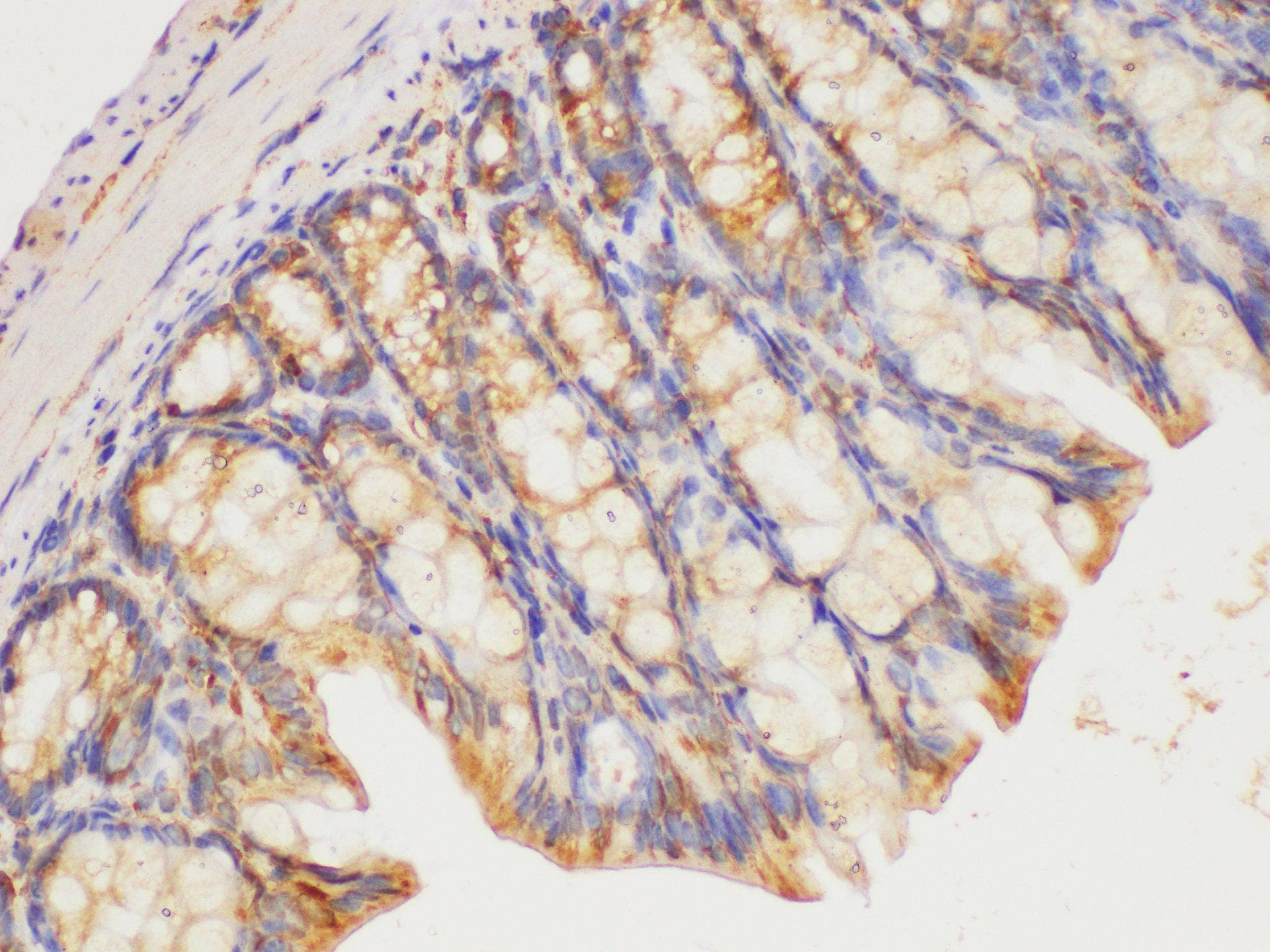 HRAS / H-Ras Antibody