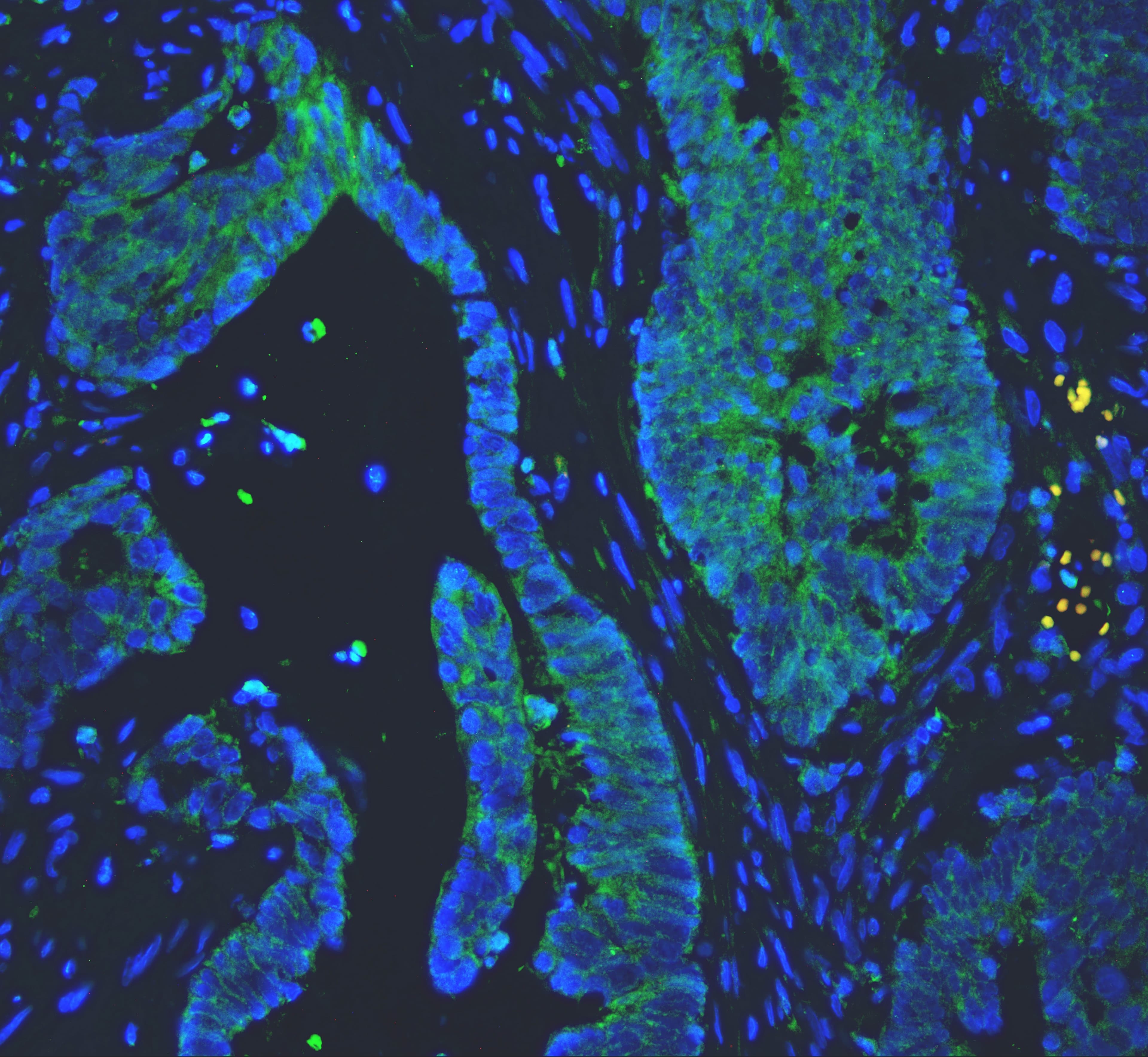PCSK1 Antibody (aa726-740)