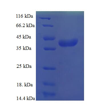 Human MRPL55 Protein (Recombinant GST)