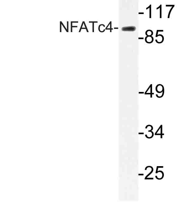 NFATC4 / NFAT3 Antibody (Asn670)