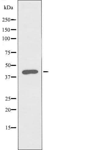 LYAR Antibody