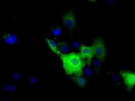 Monoclonal Mouse anti-Human SNX9 / WISP Antibody (clone OTI2B5, IHC, IF, WB)