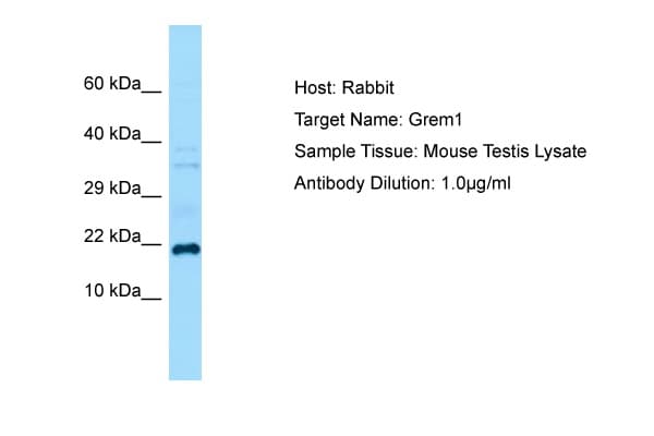 GREM1 / Gremlin-1 Antibody (C-Terminus)