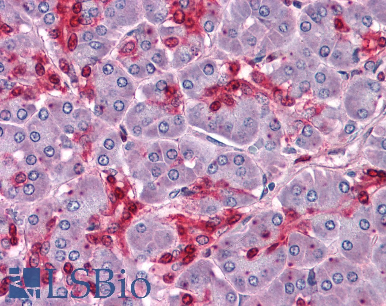 IHC-plus™ HOXB7 Antibody (clone 4C6)