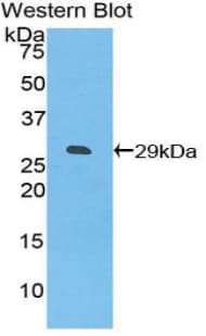CD275 / B7-H2 / ICOS Ligand Antibody (aa23-249)
