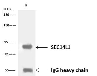 Polyclonal Rabbit anti-Human SEC14L1 Antibody (WB)