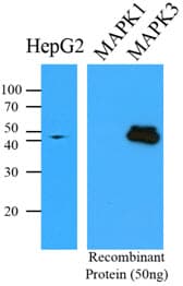 Monoclonal Mouse anti-Human MAPK3 / ERK1 Antibody (clone AT1A2, IF, WB)