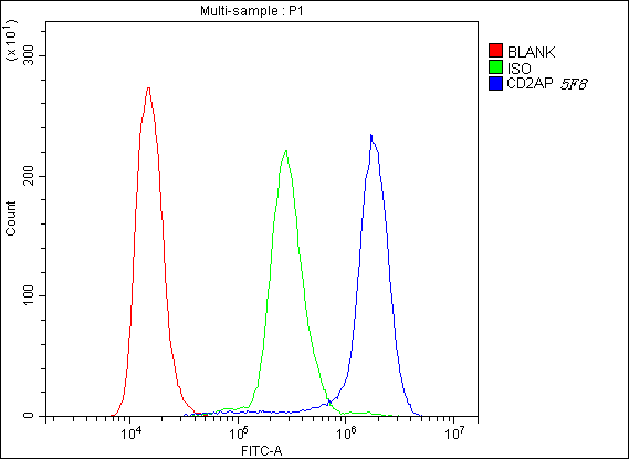 CD2AP Antibody