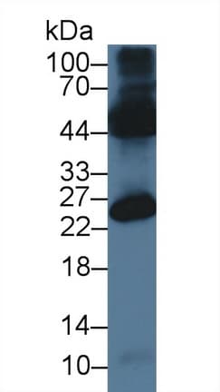 OCEL1 Antibody (aa1-86, FITC)