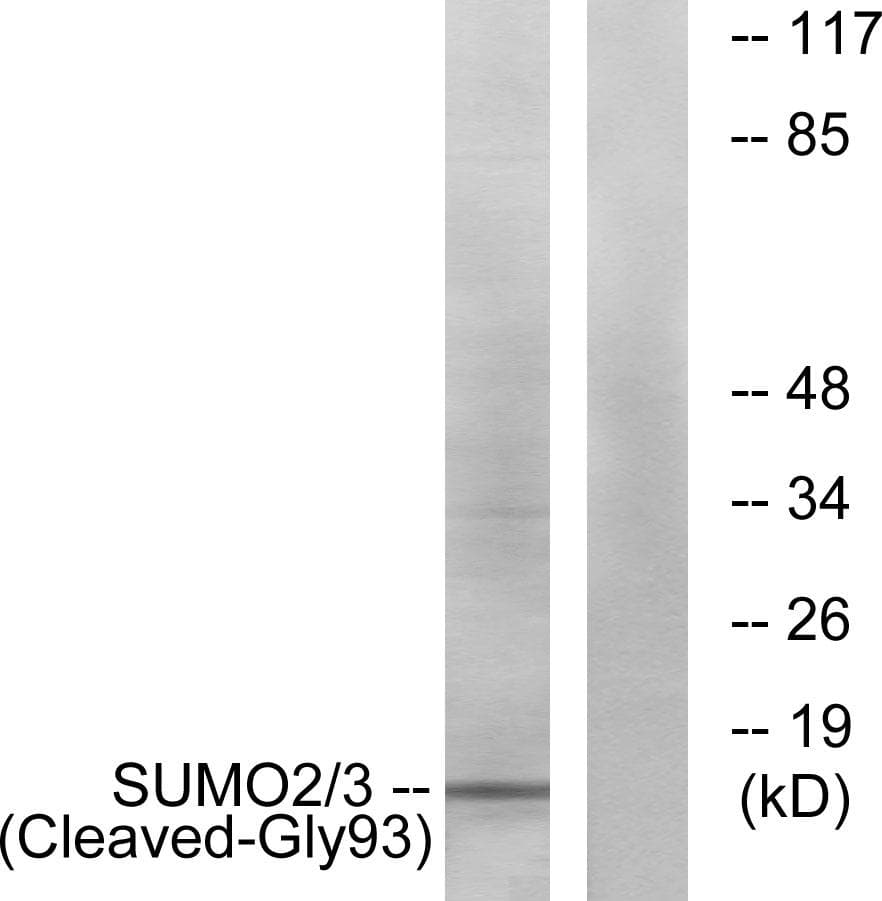 SUMO2 + SUMO3 Antibody (Cleaved-Gly93)