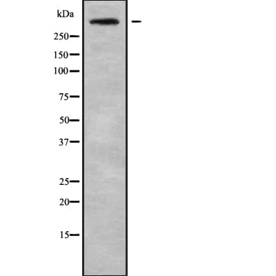CEP250 / C-NAP1 Antibody
