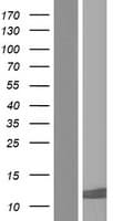 Human XAGE1E Protein (Over-Expression Lysate Myc-DDK (Flag))