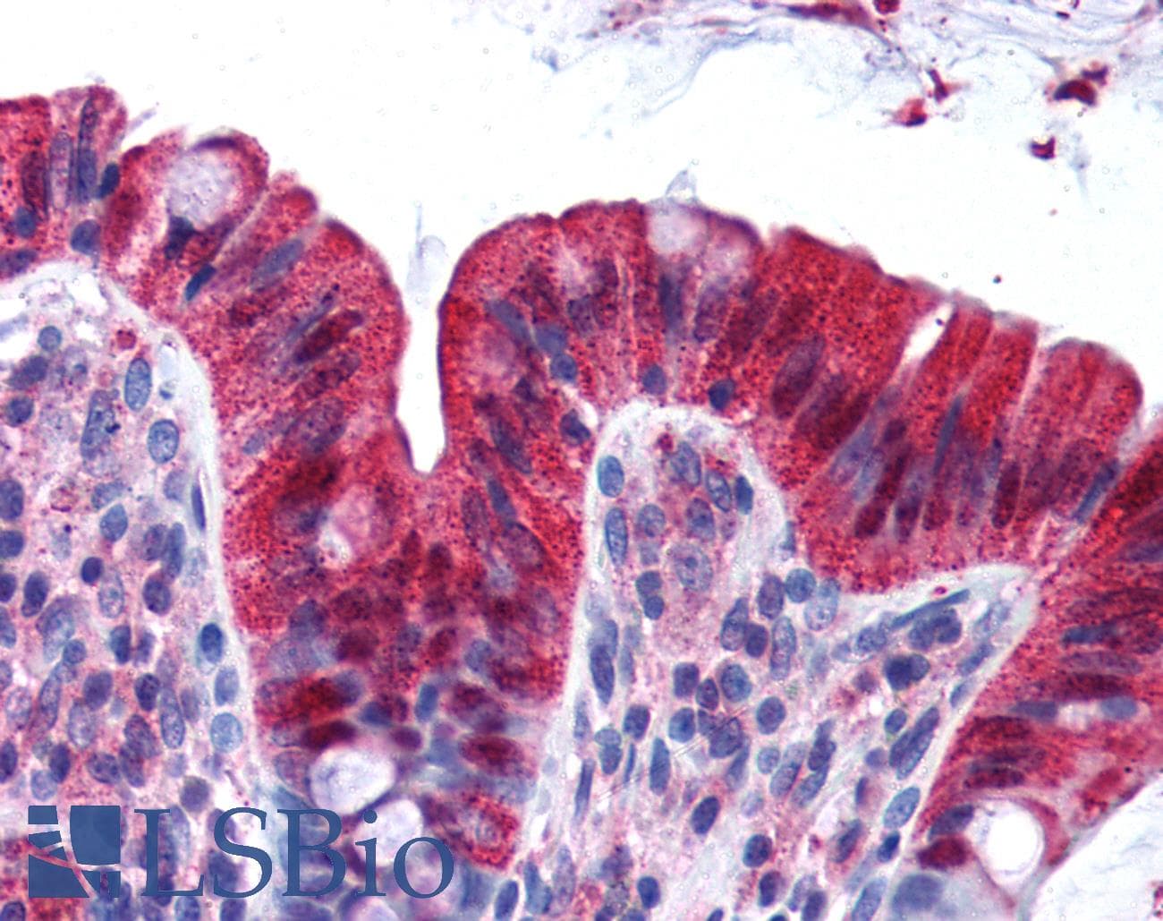 IHC-plus™ CBX4 Antibody