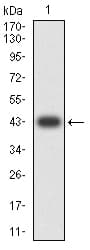 PLCG1 Antibody (clone 2F3D11)