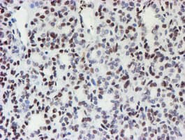 MLF1 Antibody (clone OTI5D9)